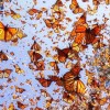 migration2