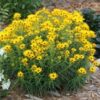 helianthus autumn gold full grown